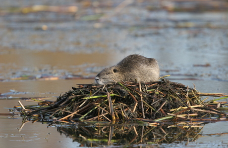 Nutria (Myocastor coypus) - © Alois Absenger